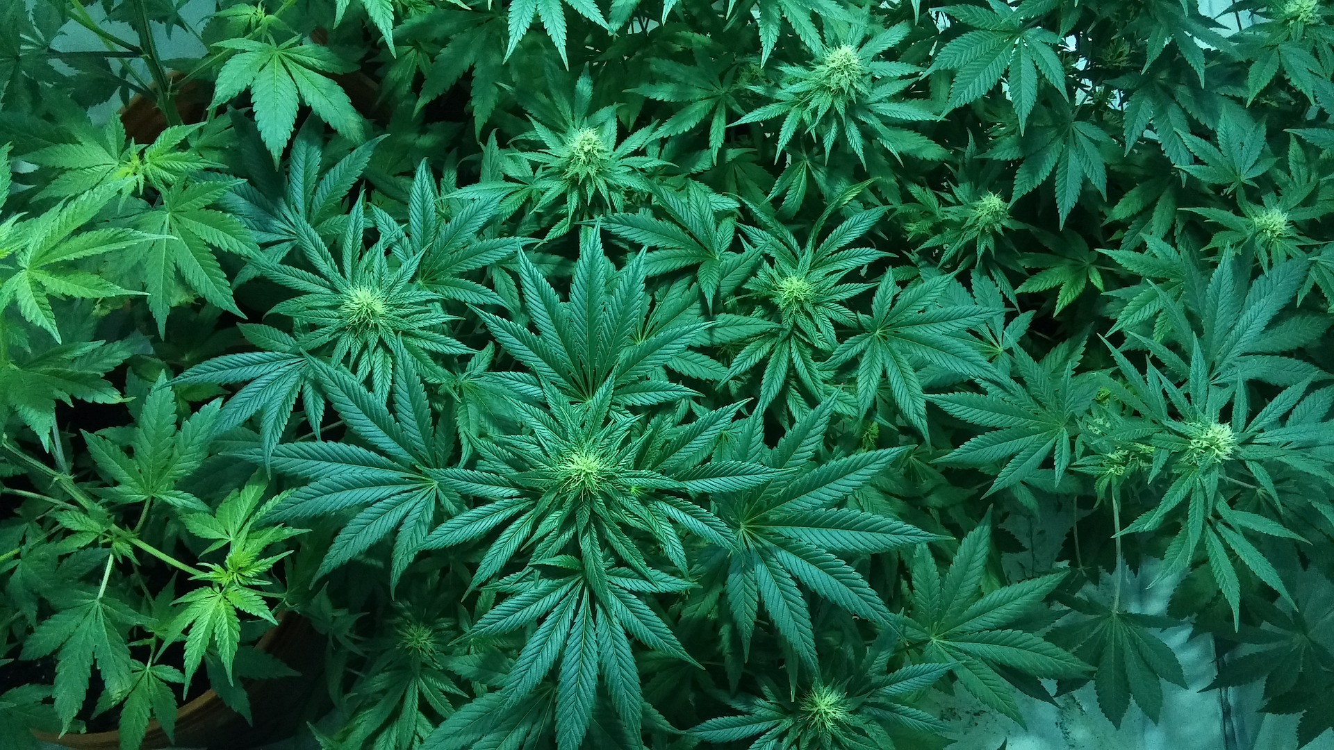 cannabis cannabis